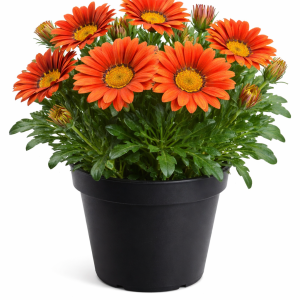 Gazania
