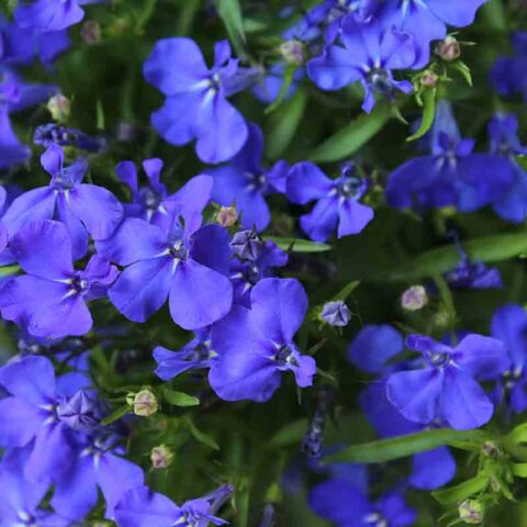 Boncap Lobelia - Jardinerie BONCAP