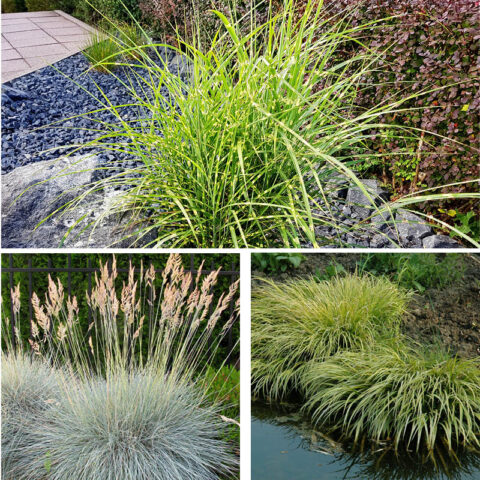 Boncap Grand choix de graminées - Jardinerie BONCAP