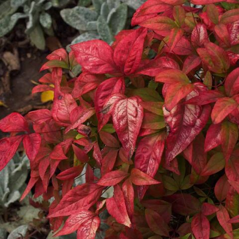 Boncap Nandina - Jardinerie BONCAP