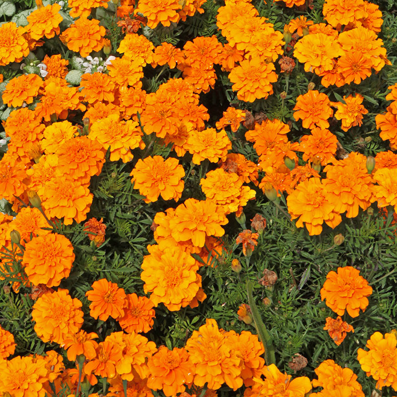Boncap Jardinerie BONCAP - Oeillet d'Inde