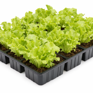 Salades - Différentes variétés