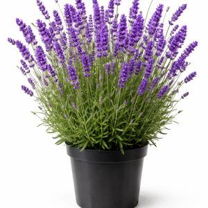Lavande vraie