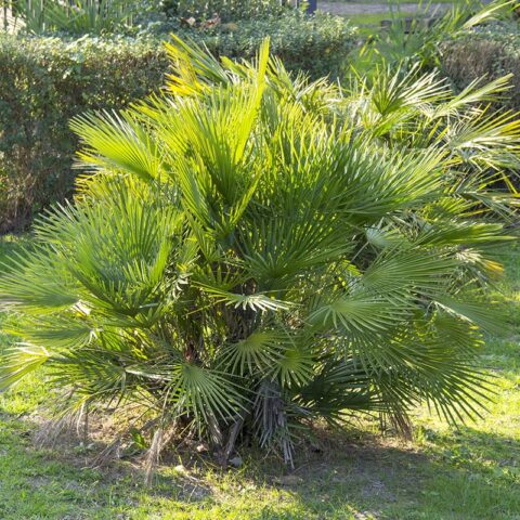 Boncap Palmier nain - Jardinerie BONCAP