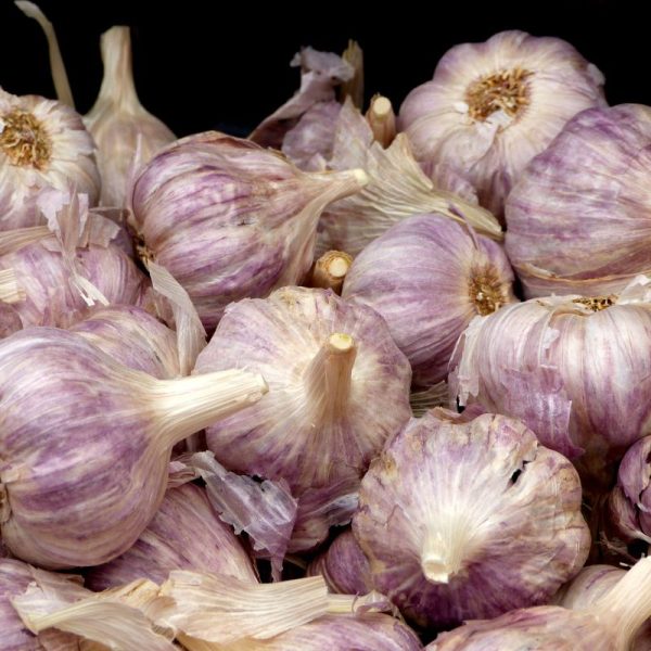 Boncap Ail violet - Jardinerie BONCAP