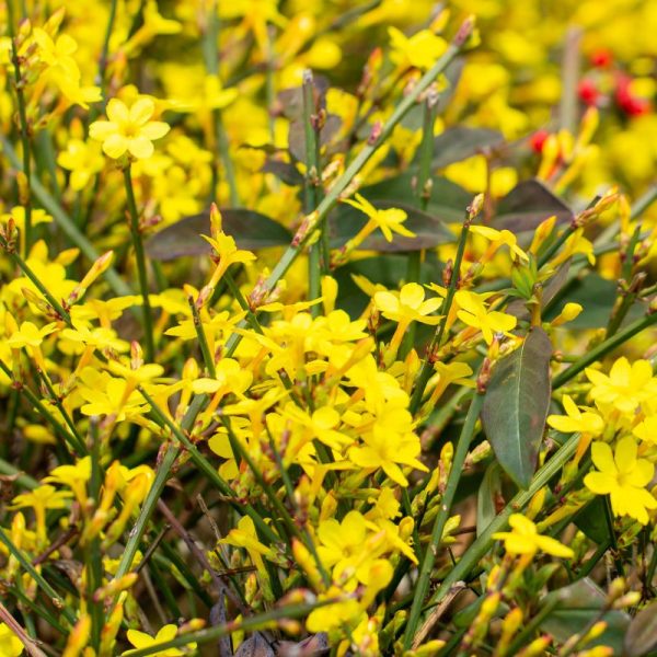 Boncap Jasmin d'Hiver - Jardinerie BONCAP