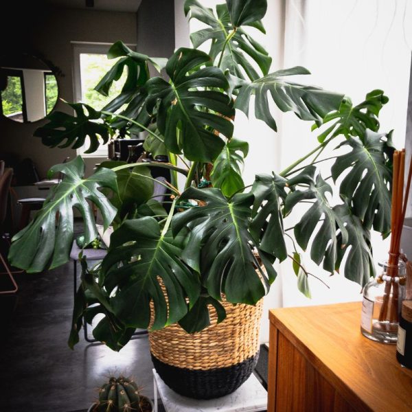 Boncap Monstera Deliciosa - Jardinerie BONCAP