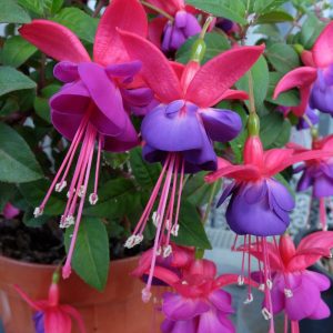 Fuchsia