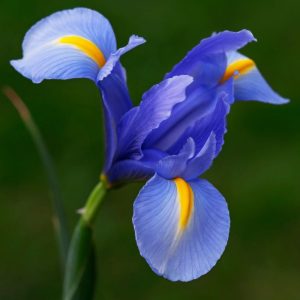 Iris de Hollande