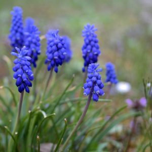 Muscari Armeniacum